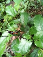 Leucauge argyra