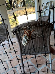 Polyphylla decemlineata