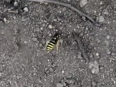 Vespula acadica