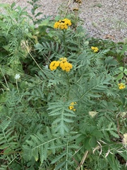 Tanacetum vulgare