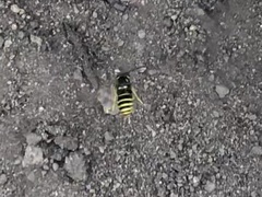 Vespula acadica
