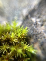 Schistidium apocarpum