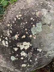 Flavoparmelia baltimorensis