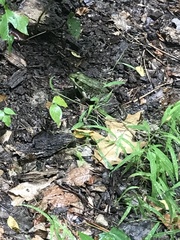 Lithobates clamitans