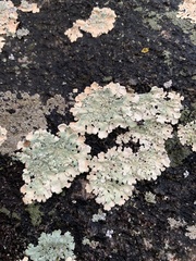 Flavoparmelia baltimorensis