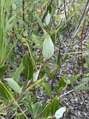 Salix myricoides