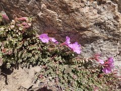 Epilobium obcordatum