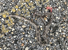 Pantherophis spiloides