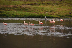 Phoenicopterus chilensis