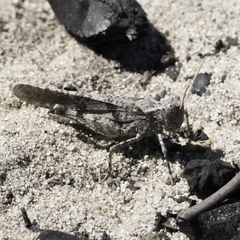 Trimerotropis thalassica