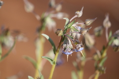 Trichodesma zeylanicum