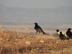 Pyrrhocorax pyrrhocorax