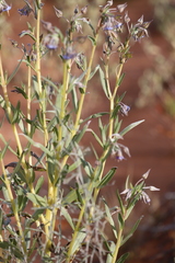 Trichodesma zeylanicum