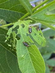 Disonycha glabrata