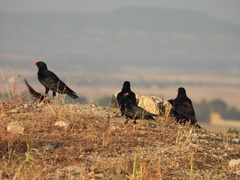 Pyrrhocorax pyrrhocorax