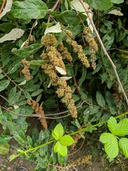 Spiraea