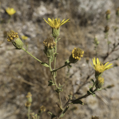 Heterotheca sessiliflora