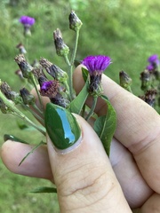 Vernonia missurica