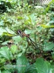 Leucauge argyra