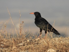 Pyrrhocorax pyrrhocorax