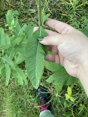Vernonia missurica