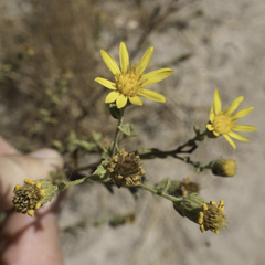 Heterotheca sessiliflora