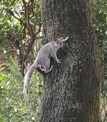 Sciurus aureogaster