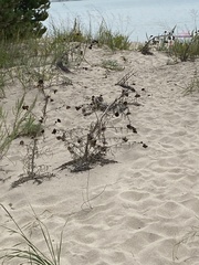 Cirsium pitcheri