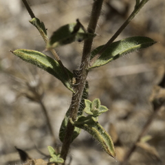 Heterotheca sessiliflora