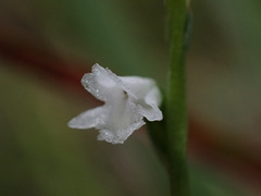 Spiranthes tuberosa