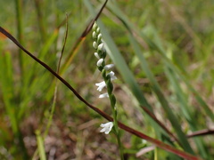 Spiranthes tuberosa