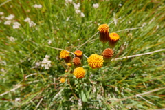 Packera pauciflora