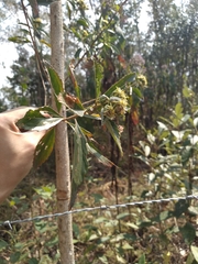 Asteraceae