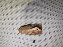 Cosmia trapezina