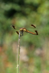 Sympetrum pedemontanum