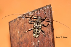 Macropophora accentifer