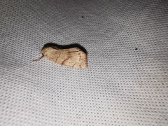 Cosmia trapezina