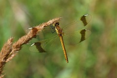 Sympetrum pedemontanum