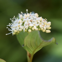 Cornus alba