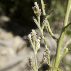 Pseudognaphalium ramosissimum