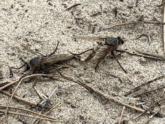 Proctacanthus milbertii