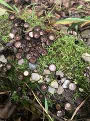 Cyathus striatus