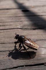 Laphria flava