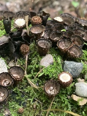 Cyathus striatus