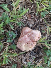 Pulchroboletus rubricitrinus