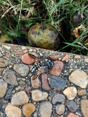 Myzinum obscurum