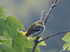 Setophaga virens