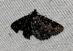 Metalectra diabolica