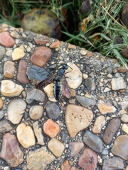 Myzinum obscurum