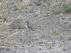 Muscisaxicola alpinus